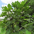 Smith Fig Cutting – 1 Live Ficus carica Fruit Tree Cutting, Container or Garden Fig Plant for Planting