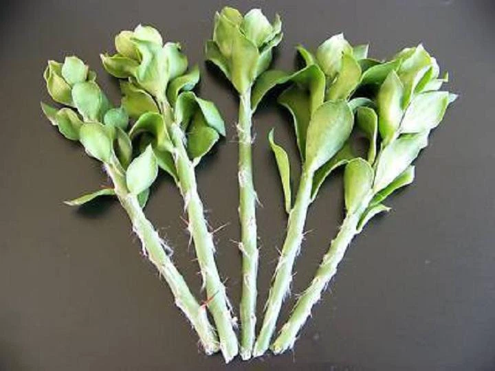Pereskiopsis spathulata Grafting Stock Cutting – One 4 Inch Unrooted Cactus Cutting for Grafting Leaf Cacti