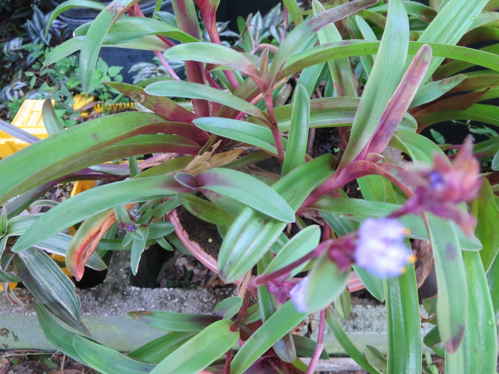 Tradescantia Obtusa Cuttings – 4 Fresh Setcreasea Wandering Jew Stems for Rooting, Purple-Green Live Plant Starter