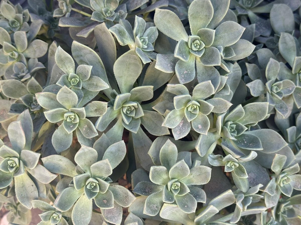 Aeonium Haworthii Succulent Cuttings – Set of 4 Live Pinwheel Aeonium Cuttings, Green Rosette Succulent Plant