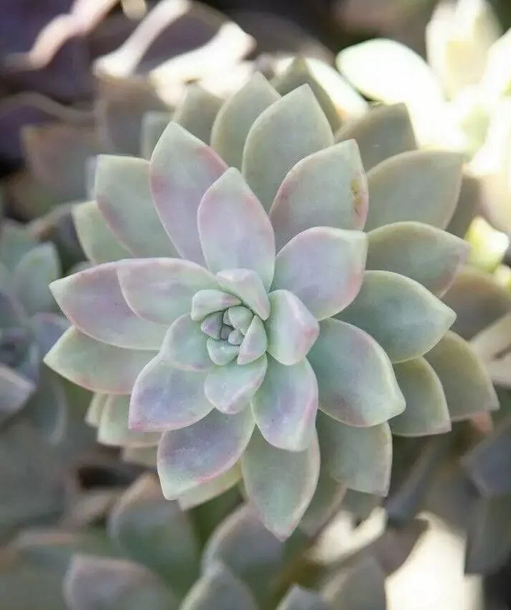 Ghost Plant Succulent Cuttings for Planting – 4 Unrooted Graptopetalum paraguayense Stems 3–4 Inches