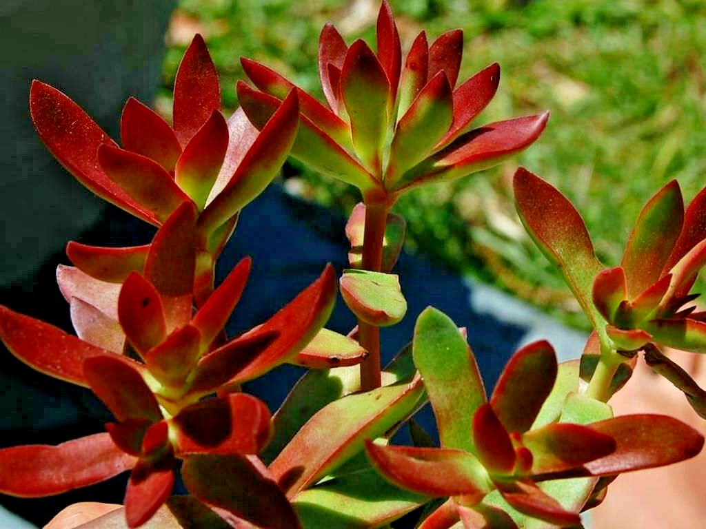 Crassula Platyphylla Burgundy – 3 Unrooted 1.5" Succulent Cuttings for Propagation