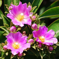 Pereskia grandifolia Seeds – 10 Rare Leaf Cactus Seeds, Exotic Tree-Form Cactus Variety for Collectors & Tropical Gardens