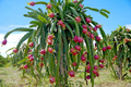 Vietnamese Dragon Fruit Cuttings – White Flesh Pitaya, 3 Unrooted Cactus Stems 12 Inches for Propagation