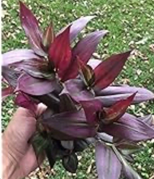 Tradescantia Red Gem Cuttings – 7 Fresh Unrooted Wandering Jew Plants, Red Purple Foliage Houseplant