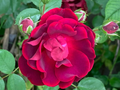 Red Rose Cuttings – 5 Fresh Garden Rose Stems Ready for Rooting, Live Plant Starter Material for Propagation