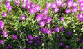 12 Creeping Ice Plant Cuttings 5–7" – Purple/Pink Groundcover Succulent Cuttings for Landscaping