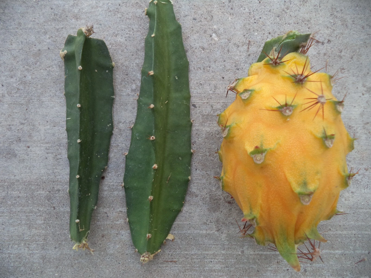 Yellow Dragon Fruit Cutting – Palora Variety – 1 Mature 3–4" Live Cutting for Growing Pitaya Plant