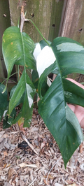 Epipremnum Pinnatum Marble Variegated – Live Cutting, Variegated Aroid Vine for Indoor Growing & Houseplant Collections