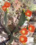 Opuntia Orange Julius Spineless Cactus Pad for Planting – Large Unrooted Pad with Orange Flowers