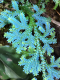 Rainbow Spikemoss Peacock Fern Cutting – Selaginella uncinata Blue Green Foliage Terrarium Plant