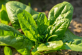 Noble Giant Spinach Seeds Spinacia oleracea, Heirloom Leafy Green Vegetable Seeds for Planting, 200 Seeds