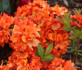 Gibraltar Deciduous Azalea – Rhododendron ‘Gibraltar’ Small Rooted Starter Plant for Garden Planting