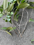 Camellia Japonica Cuttings – 4 Fresh Unrooted Cuttings Pink and White, Flowering Shrub Propagation