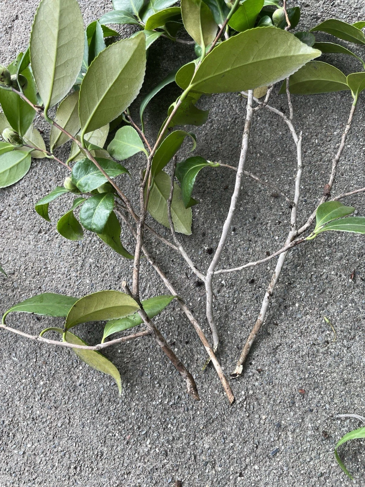 Camellia Japonica Cuttings – 4 Fresh Unrooted Cuttings Pink and White, Flowering Shrub Propagation