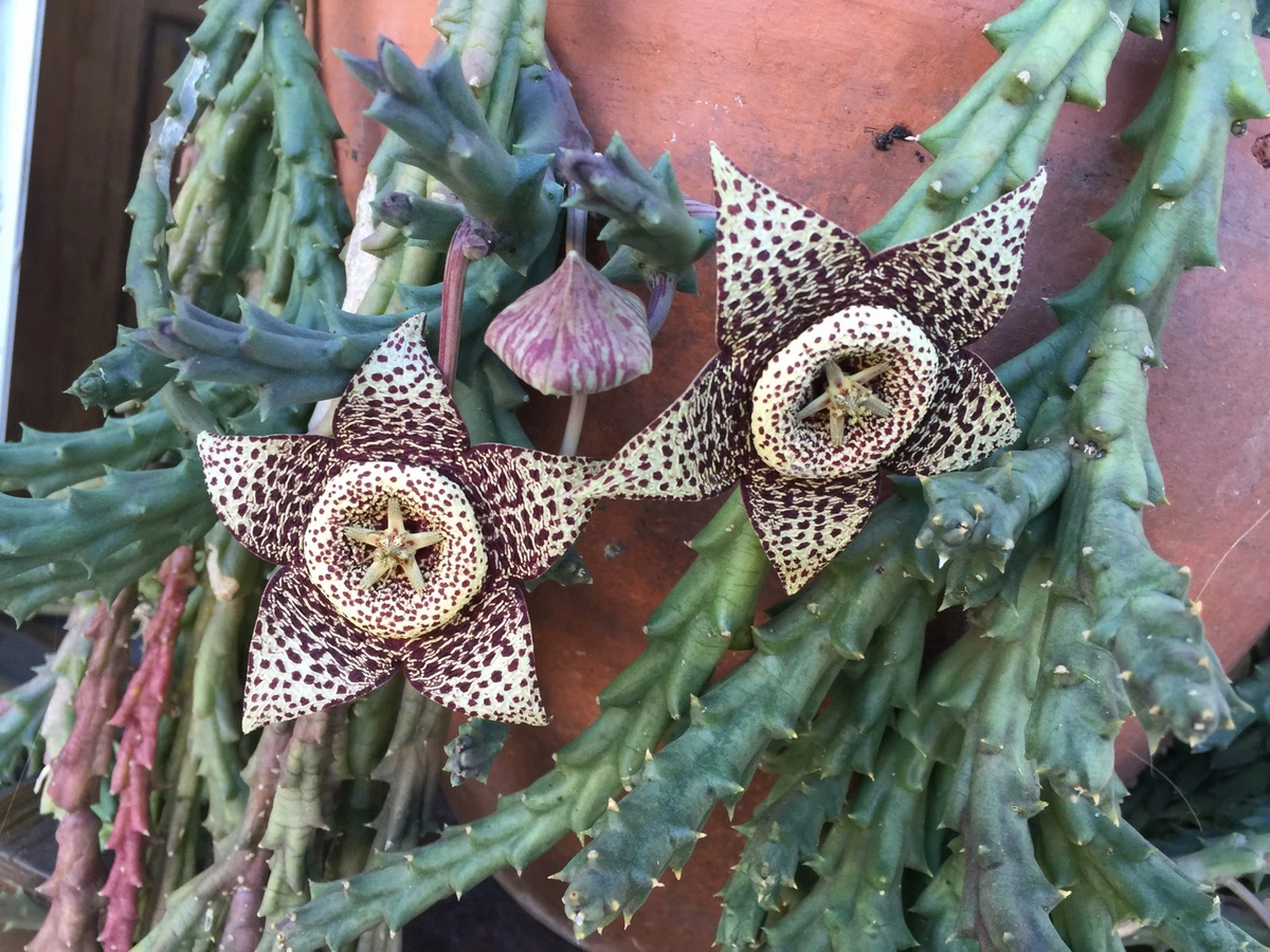 Orbea variegata “Starfish” – 3 Live 3–4” Succulent Cuttings, Easy-Rooting Stapeliad for Pots, Rock Gardens & Rare Plant Collections