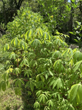 Cassava Yuca Stem Cuttings – 5 Fresh Healthy Manihot esculenta Stems Ready to Plant, Includes Rooting Support for Easy Growing