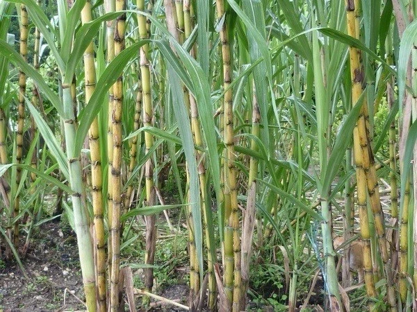 Sugarcane Rooted Cuttings – 5 Live Sugar Cane Plants for Planting, Saccharum Officinarum