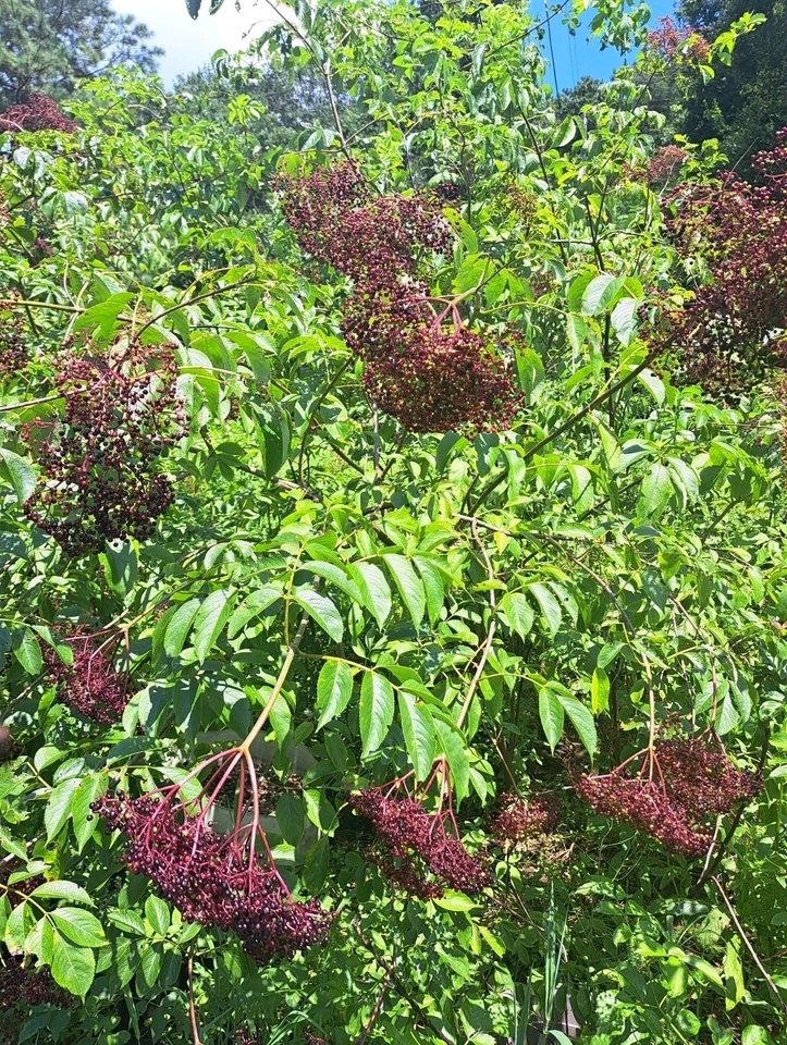 American Elderberry Plants – 2 Live Rooted Sambucus Canadensis Starts, Fast-Growing Fruit Bushes for Garden and Landscape