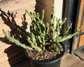Cylindropuntia Acanthocarpa Thornberi – 1 Live Cholla Cactus Cutting, Hardy Desert Species for Xeriscape Gardens & Collectors