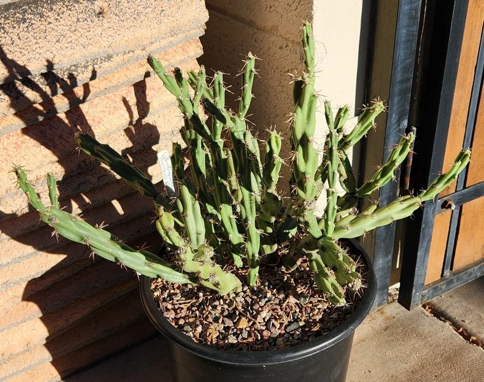 Cylindropuntia Acanthocarpa Thornberi – 1 Live Cholla Cactus Cutting, Hardy Desert Species for Xeriscape Gardens & Collectors