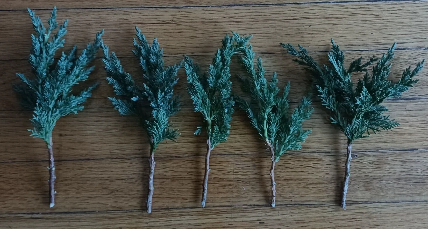 Green Mound Juniper Pre-Bonsai Cuttings – 5 Live 6–8" Starter Branches for Bonsai Training and Outdoor Landscaping