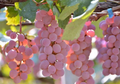 Koshu Grape Cuttings – 5 Organic Japanese Vitis Stems for Rooting or Grafting – Rare Wine Grape Variety