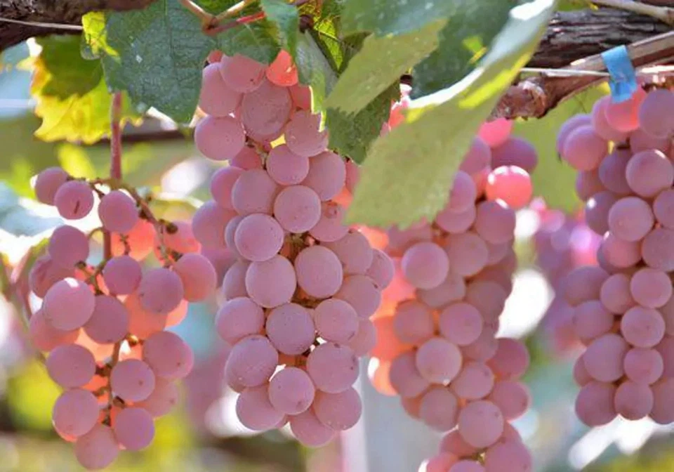 Koshu Grape Cuttings – 5 Organic Japanese Vitis Stems for Rooting or Grafting – Rare Wine Grape Variety