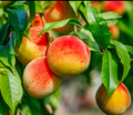 California Peach Tree Cuttings – 7 Live 6 Inch Unrooted Prunus Persica Cuttings for Fruit Tree Propagation
