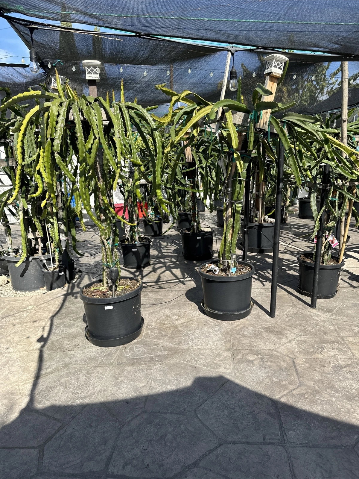 Dragon Fruit Tree Cuttings for Planting – 2 Live Stems 8–12 Inches, Tropical Climbing Cactus