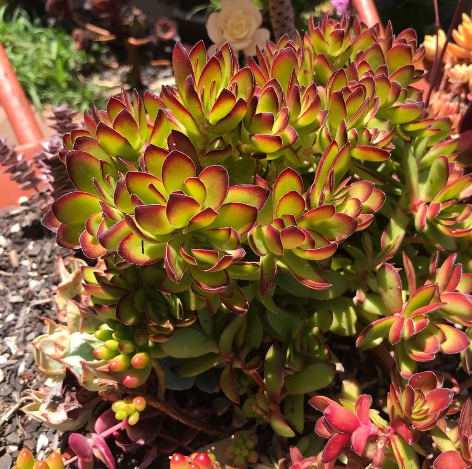 Crassula rubricaulis ‘Butterfly Bush’ – Live 2" Succulent Plant, Red-Edged Foliage for Pots, Rock Gardens & Collections