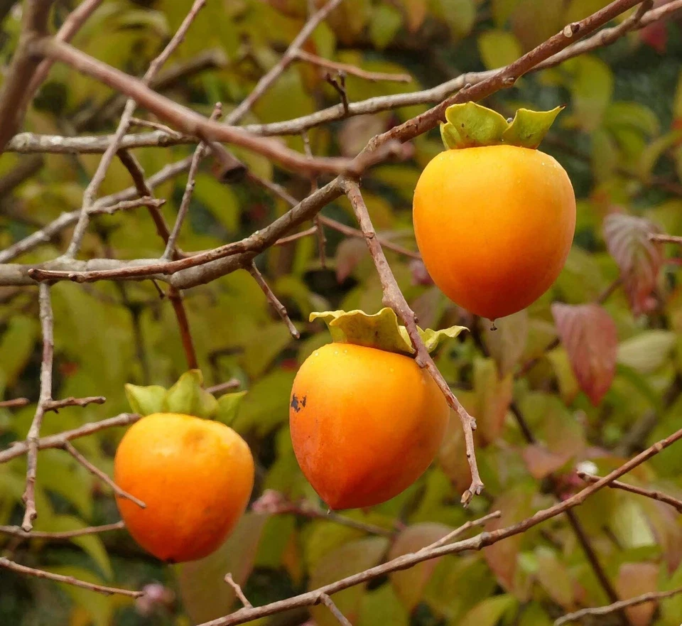 Hachiya Persimmon Cuttings – 5 Fresh Branch Cuts from Japanese Fruit Tree, Diospyros kaki Scion Wood for Grafting & Propagation