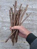 American Elderberry Cuttings for Planting – 100 Unrooted Sambucus canadensis Shrub Stems
