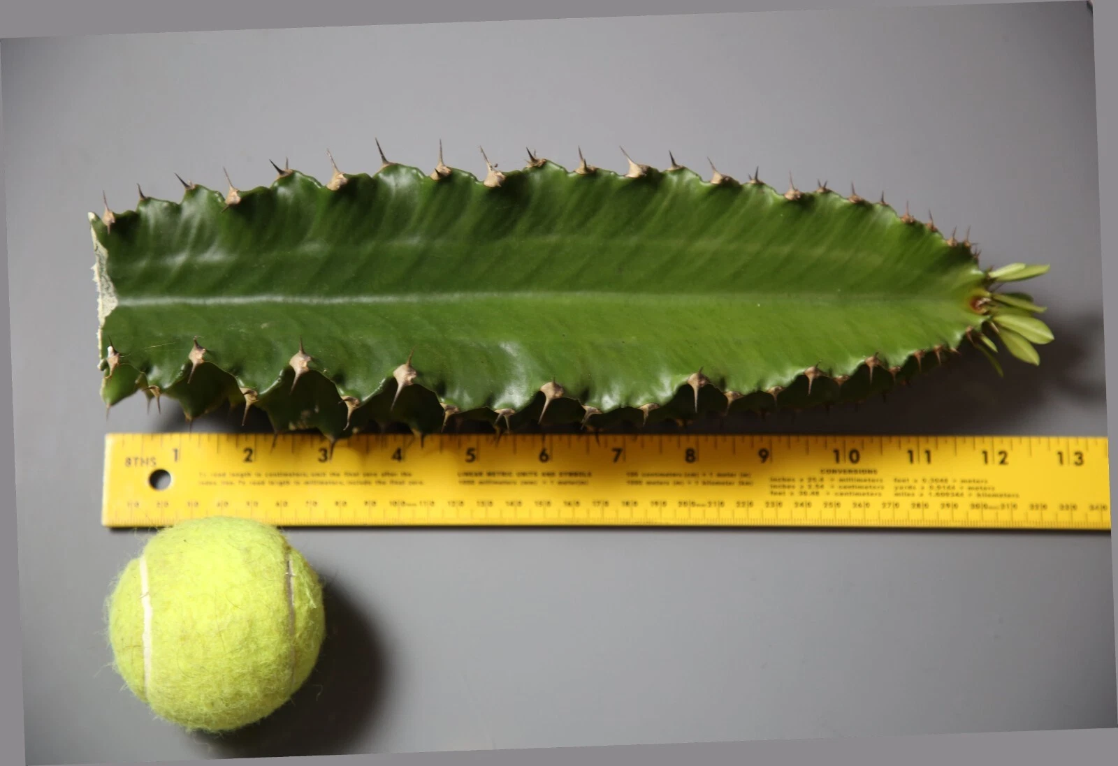 Euphorbia ingens Cutting – 1 ft Live Stem for Rooting – Candelabra Tree Succulent