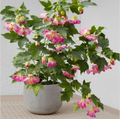 Pink Abutilon Flowering Maple – Live Small Rooted Starter Plant, Tropical Blooming Shrub for Patio, Containers, and Garden Borders