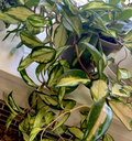 Hoya Krimson Princess Cuttings – 2 Unrooted Hoya carnosa Cuttings 3 Inches Long, Variegated Houseplant