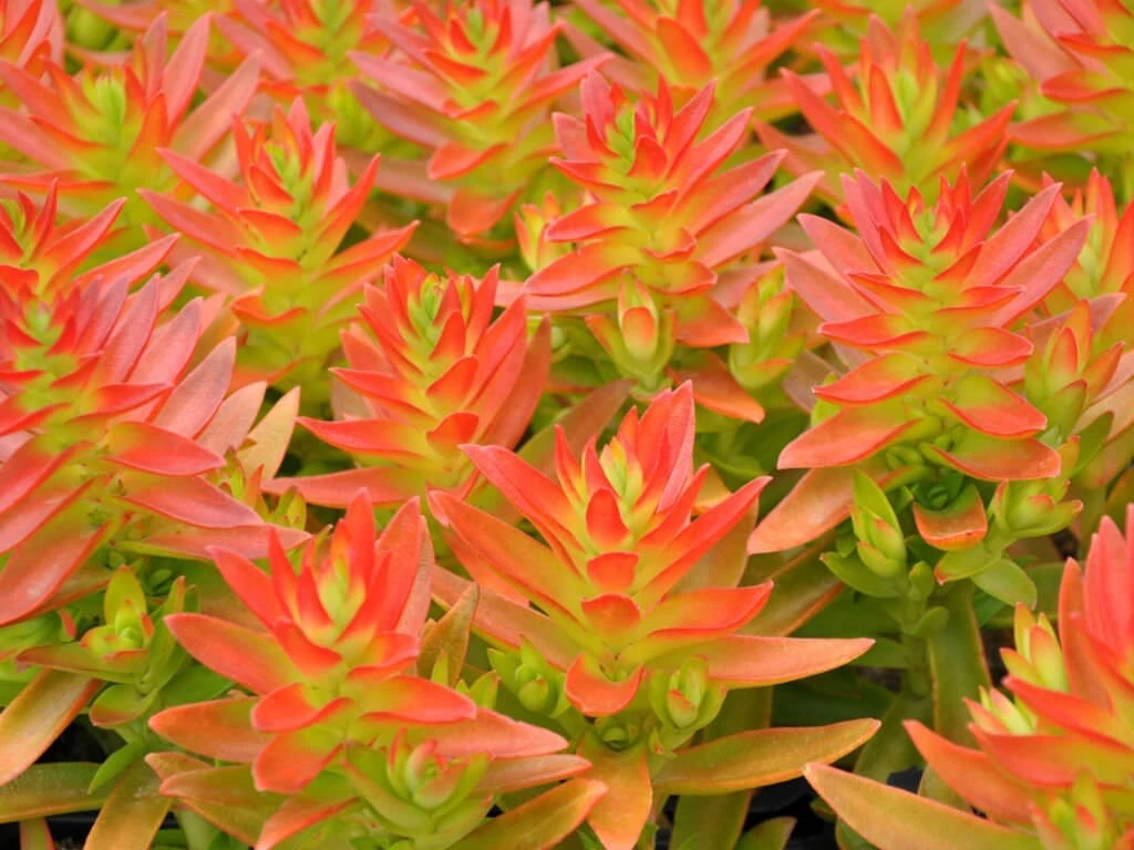 Crassula capitella ‘Campfire’ – 3 Fresh Succulent Cuttings | Campfire Plant Cuttings for Rooting