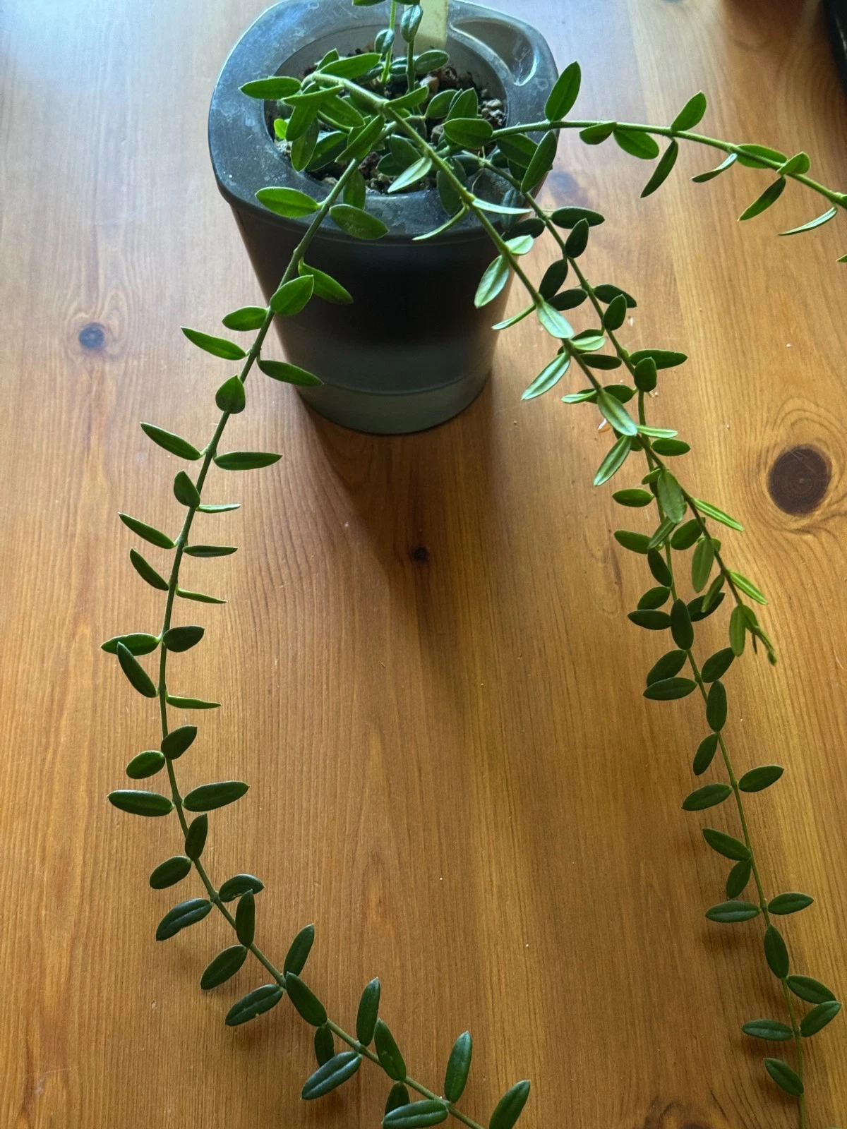 Hoya engleriana Cutting – 4 Node Unrooted Hoya Cutting for Rooting, Trailing Houseplant Propagation
