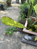 Epiphyllum Hookeri Strictum Cuttings for Planting – White Fragrant Orchid Cactus, Mature Unrooted Segments