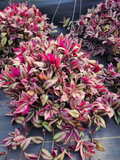 Tradescantia Zebrina Cuttings – 20 Live Wandering Jew Cuttings, 8–12 Inch Trailing Purple Green Houseplant