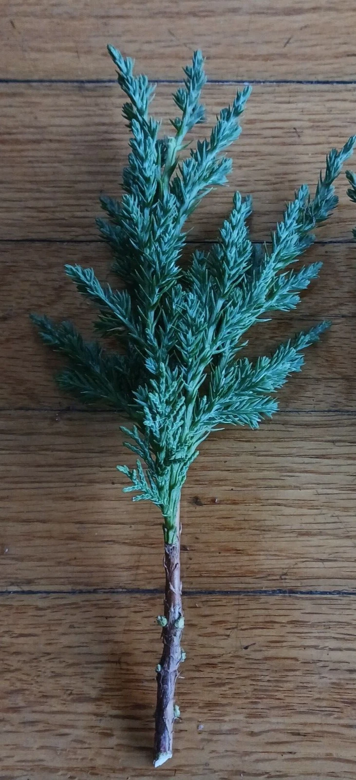 Green Mound Juniper – 10 Pre-Bonsai Cuttings 6–8 Inch – Juniper Starter Branches for Training, Shaping, and Bonsai Projects