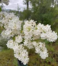 White Lilac Bare Root Bushes – Jumbo Size (5 Pack), Live Lilac Sta