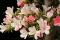 Astronaut Azalea Starter Plant – Deciduous Rhododendron with Bi-Color Striped Blooms – Live Garden Shrub