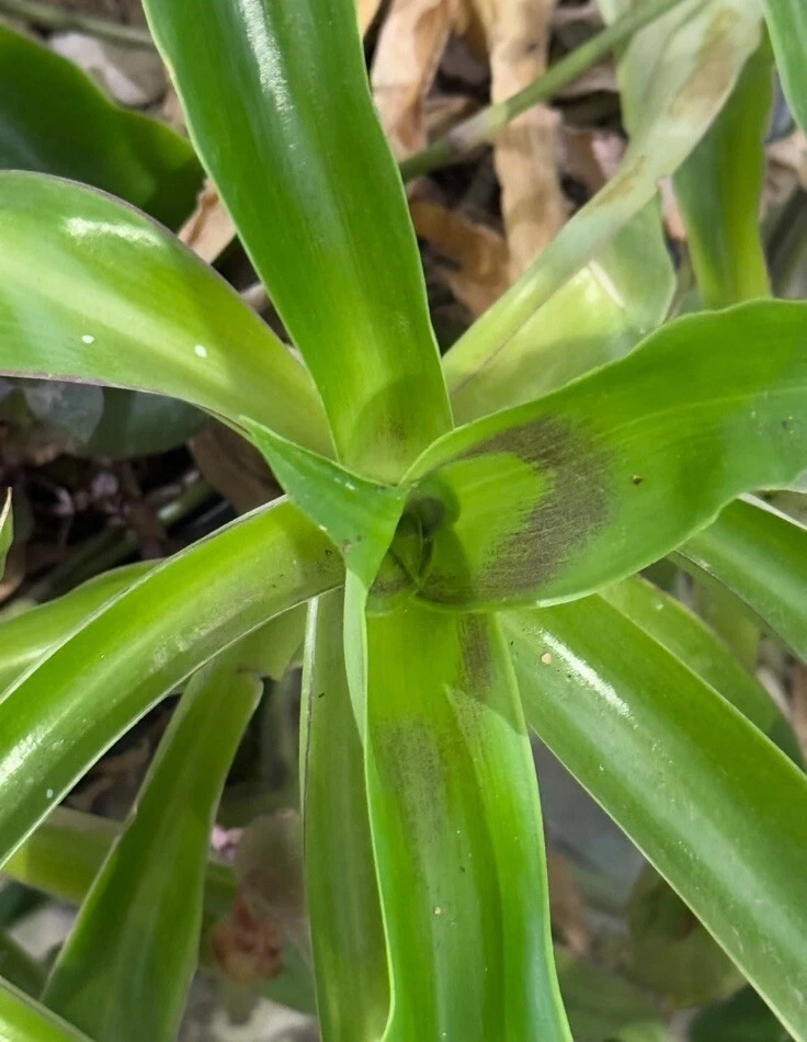 Callisia fragrans Cuttings for Planting – Basket Plant, 5 Unrooted Stems, 4–6 Inch Cuttings