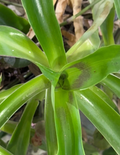 Callisia fragrans Cuttings for Planting – Basket Plant, 5 Unrooted Stems, 4–6 Inch Cuttings