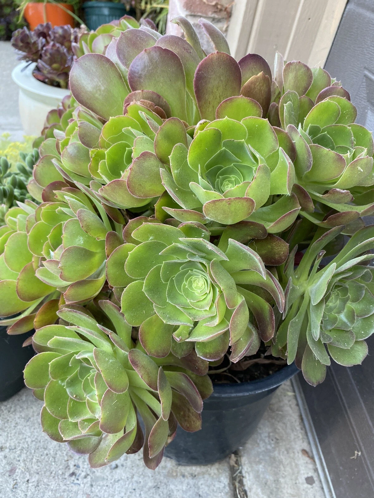 Aeonium Succulent Cuttings – 5 Unrooted Rosettes, Approximately 3 Inches Wide for Propagation