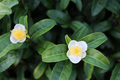 Camellia Sinensis Live Plant Plug – Tea Plant Starter 1–4 Inch TC Grown Tree for Planting