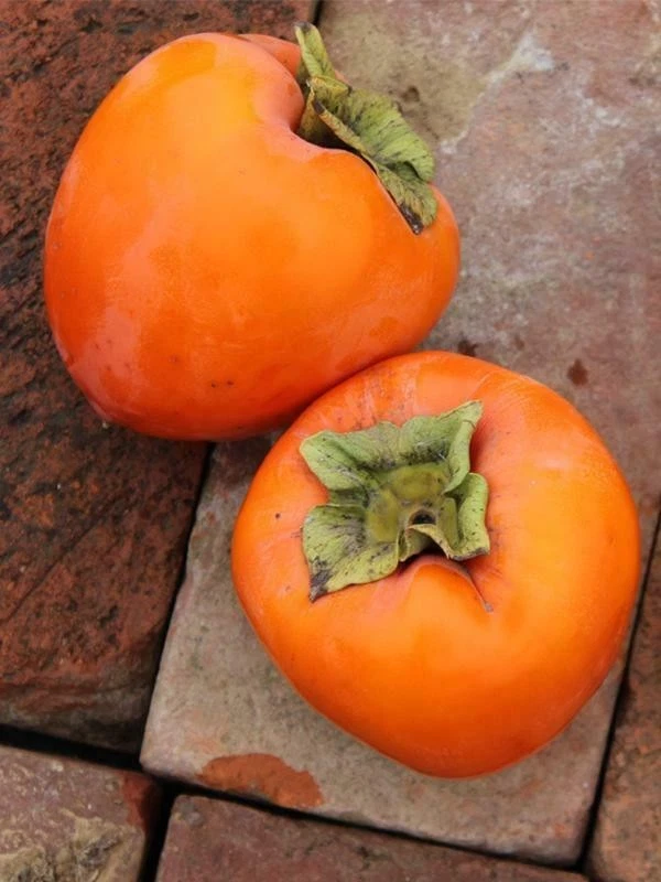 Hachiya Persimmon Tree Cuttings – 4 Unrooted Diospyros Kaki Cuttings 6–8 Inch for Propagation