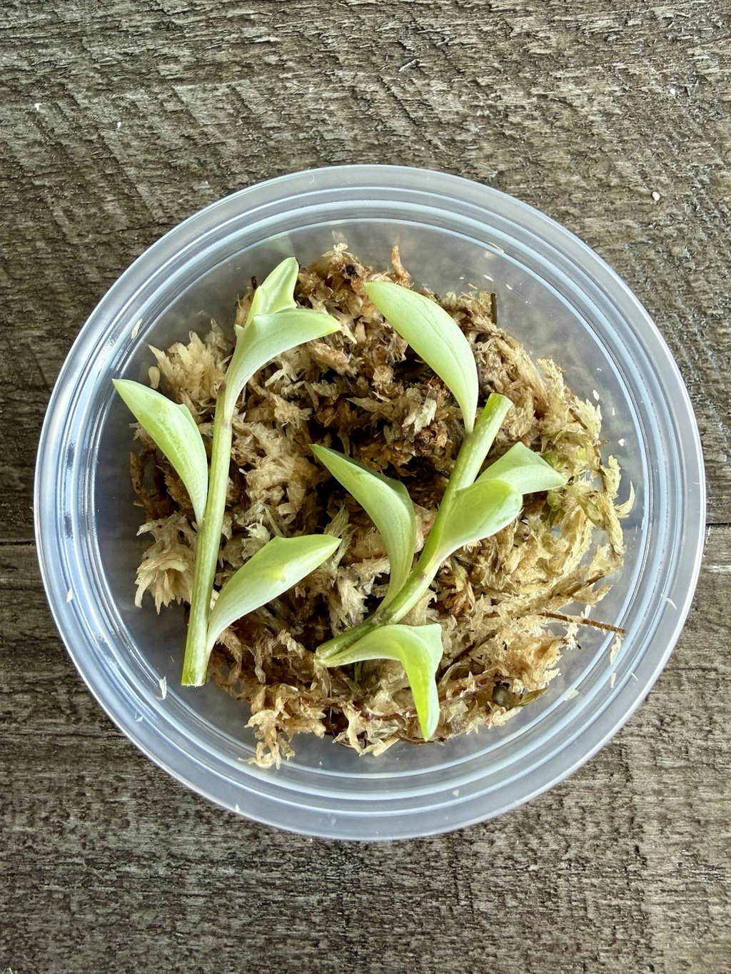 String of Dolphins Succulent Cuttings for Planting – Senecio Peregrinus Live Propagation Cup