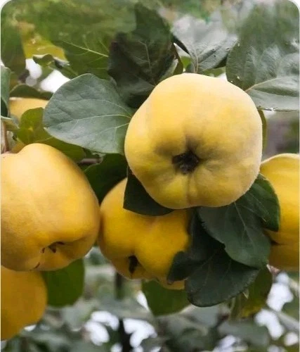 Quince Tree Cutting – Cydonia oblonga Scion 6–8 Inch Long for Rooting or Grafting, Fruit Tree Propagation
